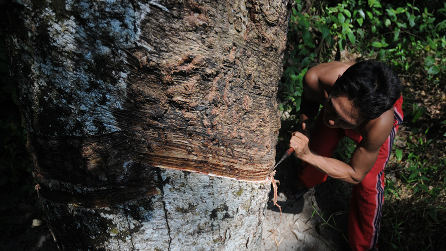BMW特殊銷售，永續發展，社會責任，勞工人權標準及難人於樹前手持工具
